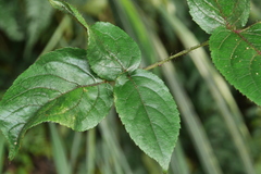 Aralia armata