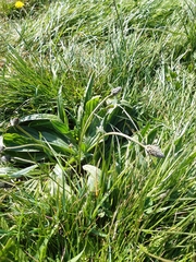 Plantago lanceolata