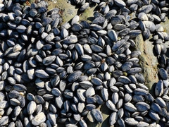 Choromytilus meridionalis