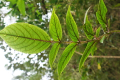 Aralia armata