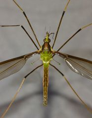 Leptotarsus albistigma