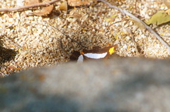 Adelpha iphicleola iphicleola