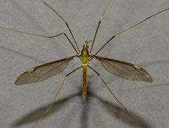 Leptotarsus albistigma