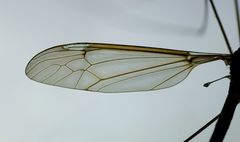 Leptotarsus albistigma