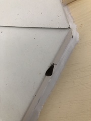 Cryptothelea gloverii