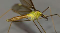 Leptotarsus albistigma