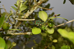 Poecilocoris splendidulus