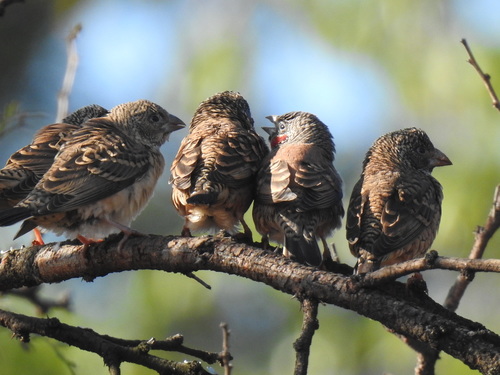 Cut-throat Finch (Amadina fasciata), photo 8