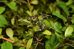 Poecilocoris splendidulus