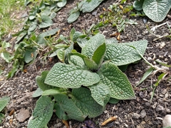 Symphytum caucasicum