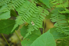 Clepsis melaleucanus