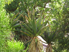 Aloe rupestris