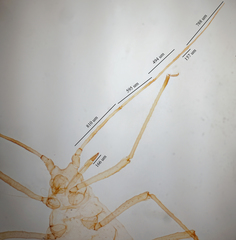 Uroleucon erigeronense