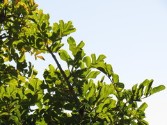 Kigelia africana