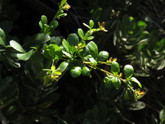 Searsia crenata