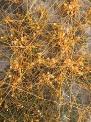 Cuscuta tasmanica