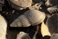 Nassarius variciferus