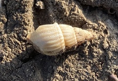 Nassarius variciferus