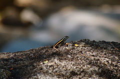 Sceloporus smithi