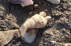 Nassarius variciferus