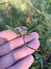 Phyllanthus sellowianus