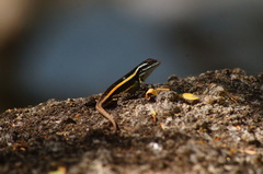 Sceloporus smithi