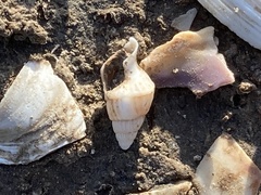 Nassarius variciferus