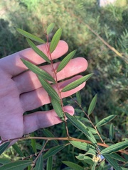 Phyllanthus sellowianus
