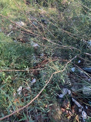 Phyllanthus sellowianus