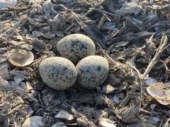 Recurvirostra avosetta