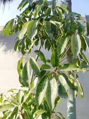 Heptapleurum actinophyllum