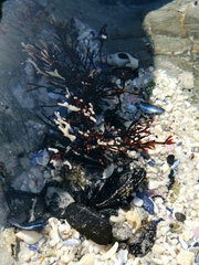 Polyopes constrictus