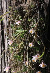 Dendrobium loddigesii