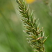 Sweetgrasses - Photo (c) Bruce Calvert, some rights reserved (CC BY), uploaded by Bruce Calvert