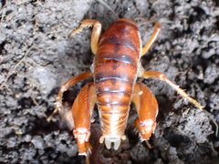 Phrixocnemis truculentus