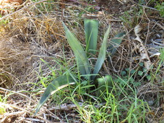 Agave americana expansa