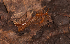 Cryptops anomalans