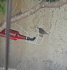 Chalcomitra amethystina