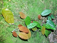 Ficus sarmentosa henryi