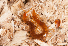 Cryptops anomalans