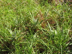 Cotyledon orbiculata dactylopsis