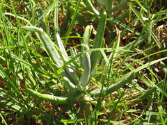 Cotyledon orbiculata dactylopsis