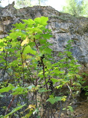 Ribes altissimum