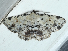 Sandava scitisignata