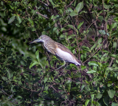 Ardeola ralloides