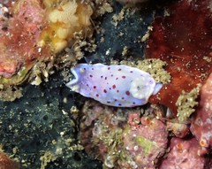 Goniobranchus thompsoni