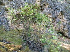 Ribes altissimum