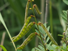 Tephrosia noctiflora