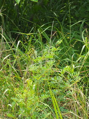 Tephrosia noctiflora