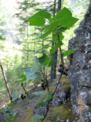 Ribes altissimum